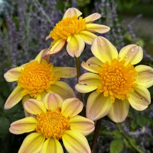 Bloomquist Golden Dahlia
