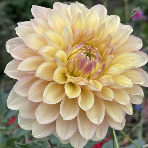Wyn's NEW Pastel Dahlia