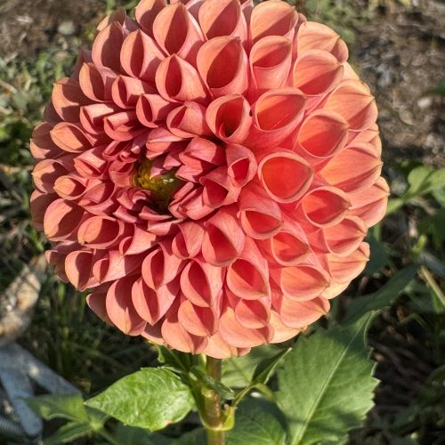Cornel Bronze Dahlia