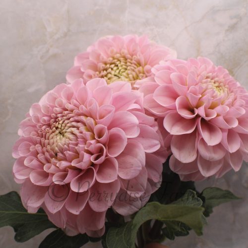 Levi's Revenant Dahlia