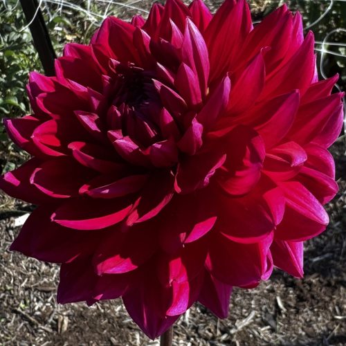 Hollyhill Pandora Dahlia