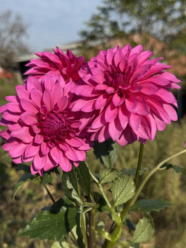 Bloomquist Pinwheel Dahlia - Image 3