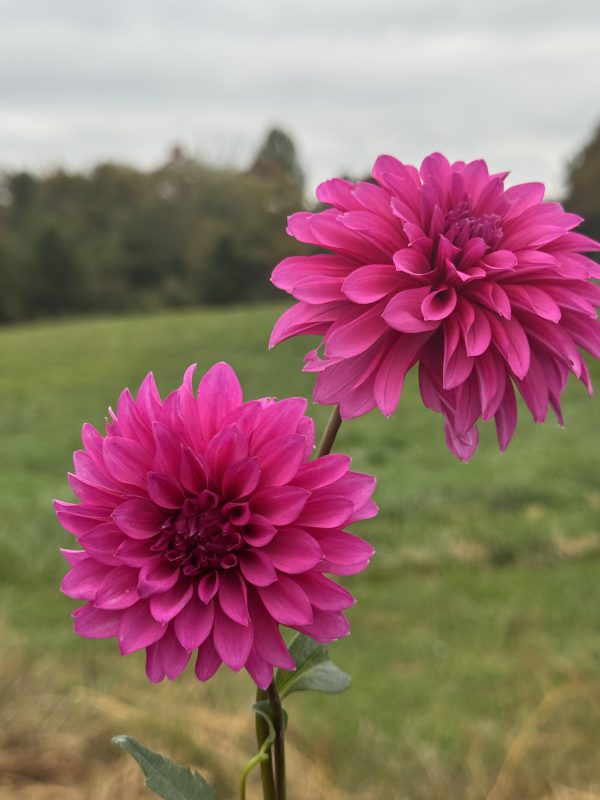 Bloomquist Pinwheel Dahlia - Image 4