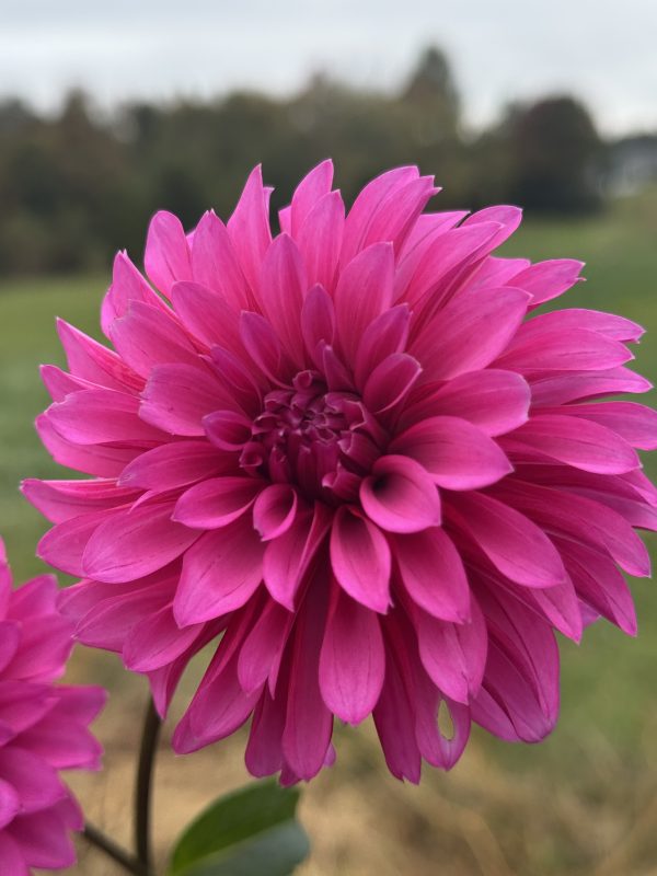 Bloomquist Pinwheel Dahlia