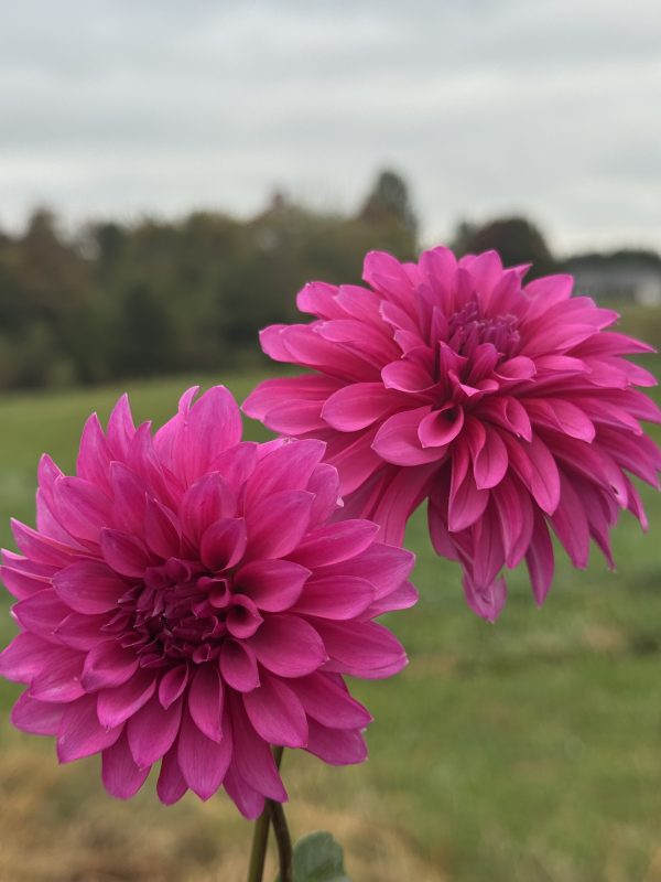 Bloomquist Pinwheel Dahlia - Image 2