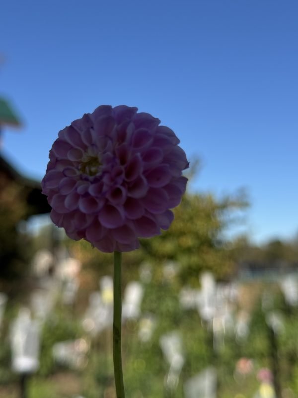 Zippity Do Da Dahlia - Image 3